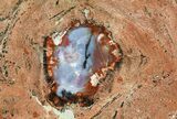 Rotten Arizona Petrified Wood Slab With Agate Core #66175-1